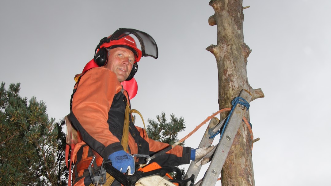 Bakks Trefelling